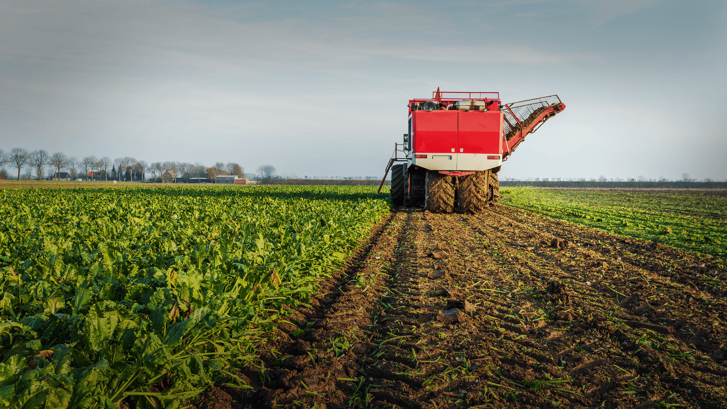 Harvestor in a field during sugar harvest.